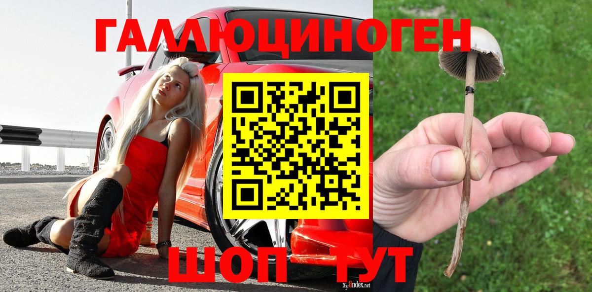 Псилоцибиновые грибы Psilocybine cubensis  Вход с VPN  Заинск  купить закладку  Псилоцибиновые грибы мицелий 